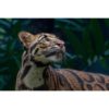 a clouded leopard gazing up at the sound of movement in the tree tops above by ashley vincent