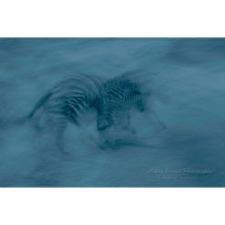 mother zebra and her foal running across a dirt track in the massai mara during the morning blue hour captured by wildlife photographer ashley vincent