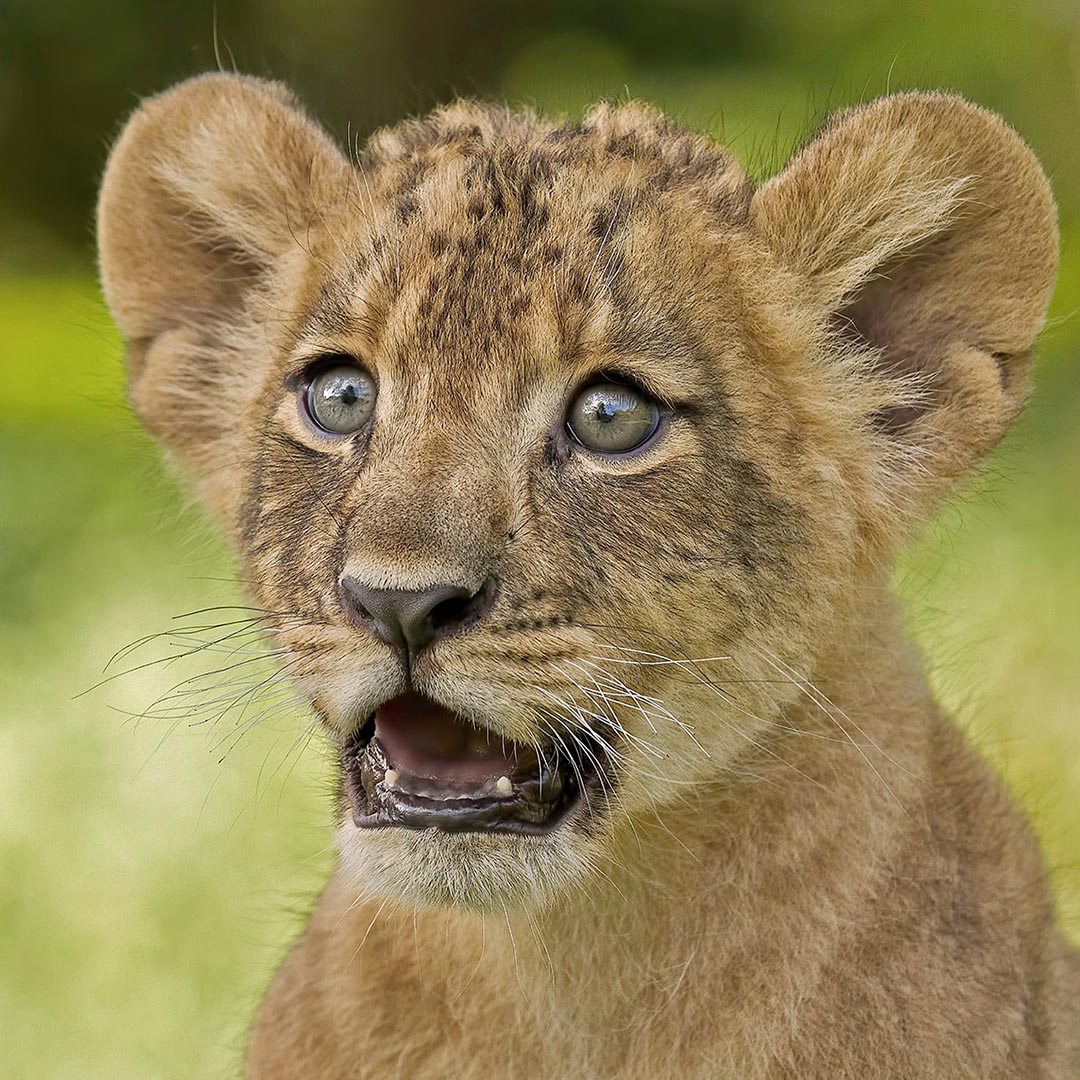 home page banner showing a lion cub looking shocked by ashley vincent