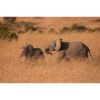 two young African Elephants playing in the Masai Mara Game Reserve, Kenya by photographer Ashley Vincent