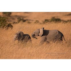 two young African Elephants playing in the Masai Mara Game Reserve, Kenya by photographer Ashley Vincent