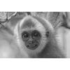 close up of a young lar gibbon apparently smiling at the camera captured by wildlife photographer and digital artist ashley vincent