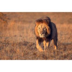 male African lion at sunrise walking toward the photographer across open savannah in the Maasai Mara in Kenya