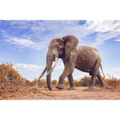 side full body view of the super tusker elephant by the name of Craig in Amboseli National Park in Kenya