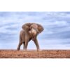 bull elephant blowing dust with ears on display in Amboseli National Park in Kenya