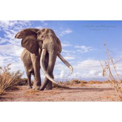 front view of the super tusker elephant by the name of Craig in Amboseli National Park in Kenya with Mount Kilimanjaro in the background