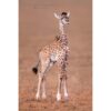 baby giraffe with tongue out and a yellow-billed ox-pecker sitting on its back in the Maasai Mara in Kenya