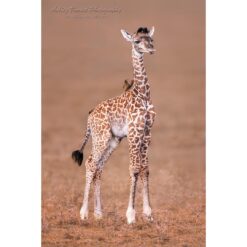 baby giraffe with tongue out and a yellow-billed ox-pecker sitting on its back in the Maasai Mara in Kenya